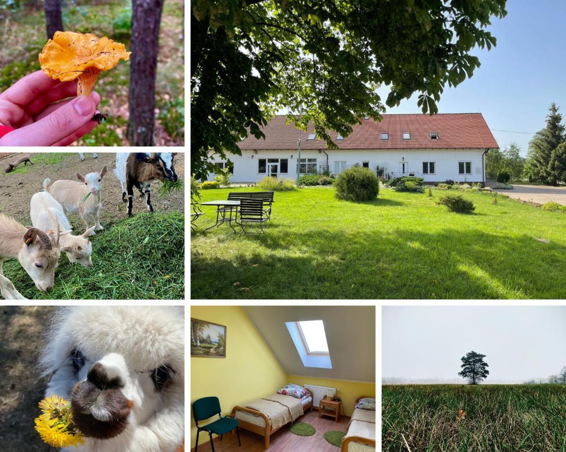 Gospodarstwo Agroturystyczne Zasadkowe Bory Rogowo  Buitenkant foto